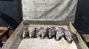 улов форели 11 кг