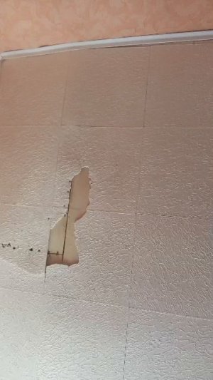 пушистая лапка