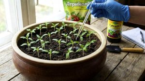 Рассада из хилой в толстенькую за 3 дня. Первая подкормка для перца и помидор которая укрепляет их.