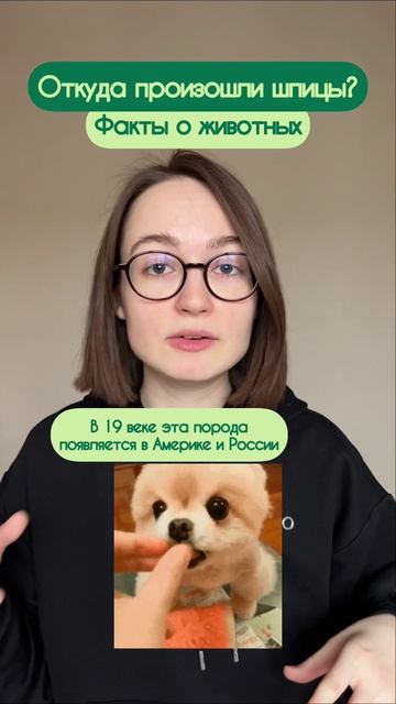 Как появилась порода шпиц? Подписывайся и узнавай мнооого всего)