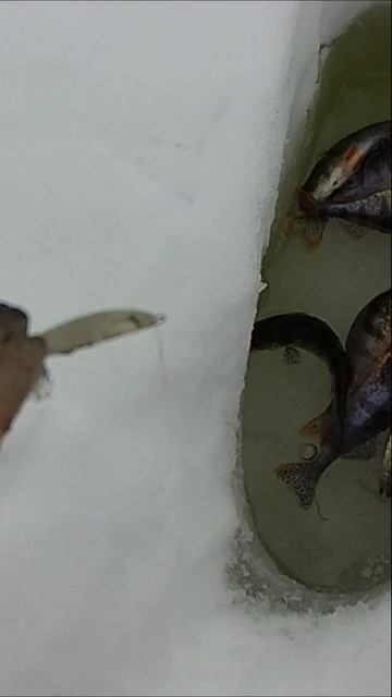 Химкинское 01.03.26 Окунь Блесна