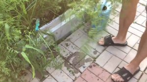 В гостях на участке   обзор открытого грунта