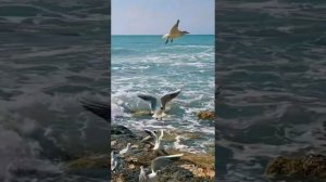 VID_20260314_114238_604.mp4