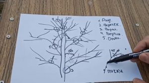 Как правильно обрезать яблоню весной 🌳 Пошаговая обрезка яблони для начинающих (схемы)