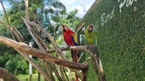 День 6. Парк птиц и переезд на Букит