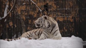 Бенгальский тигр Кови умывается и отдыхает после завтрака 05.03.2026