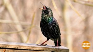 Вы слыхали, как поют скворцы? А свиристели? Доброе утро. Фрагмент выпуска от 14.03.2026