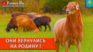 🐏Зачем Ерагый Гишларкаев привез 100+ баранов в Алаколь-Агро? Зачем пять баранов везут в Аягоз?