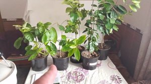 Краткий обзор цитрусов Первая поставка 14.03.2026