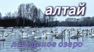 АЛТАЙ I ЛЕБЕДИНОЕ ОЗЕРО I ЗИМА 2026