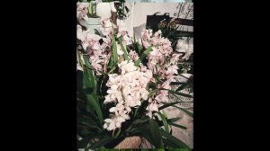 Орхидеи в подарок