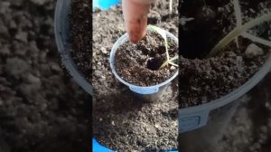 пикировка томатом коллекции Софии Сааковой