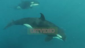 Косатки — Удивительные Китообразные, Которые Шокируют Учёных