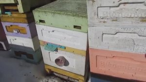 пчеловодство с минимумом осмотров - 3 - работа в марте, дальневосточная пчела , 14.03.2026