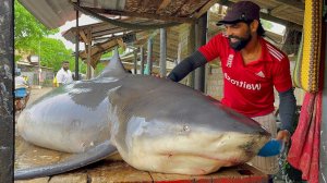 Огромная бычья акула Шри-Ланка