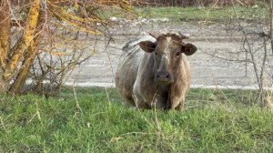 ❤️Житие, бытие в селе/ Посадки, сварочные работы/ Спасаем Пухляшу