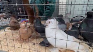 14.03.2026г Москва ,Голубиный  Рай!!!