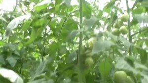 Невероятно! США и ЕС под давлением Азербайджана готовит санкции против Армении и России. ХАОС