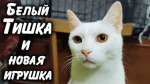 Белый Тишка и новая игрушка.