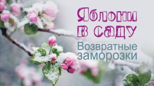 Зимостойкие яблони. Возвратные заморозки.