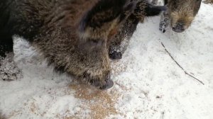 Охота на Кабана