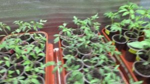 "НЕ ДУРИТЕ ЛЮДЯМ МОЗГ!" - пишут мне странные люди.