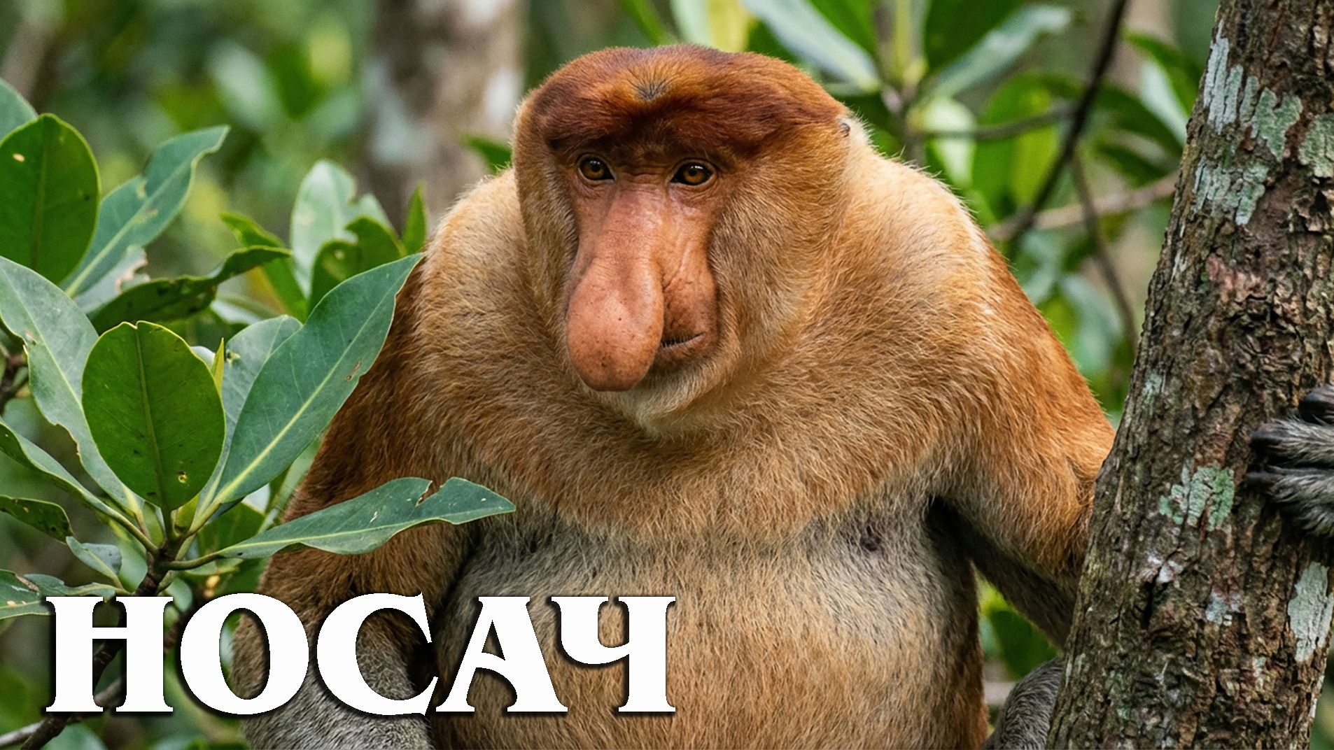 Носач: Обезьяна с Достоинством | Интересные факты про приматов