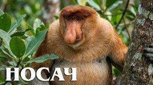 Носач: Обезьяна с Достоинством | Интересные факты про приматов