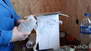 14-03-2026. Осталось две молодки 🐔.