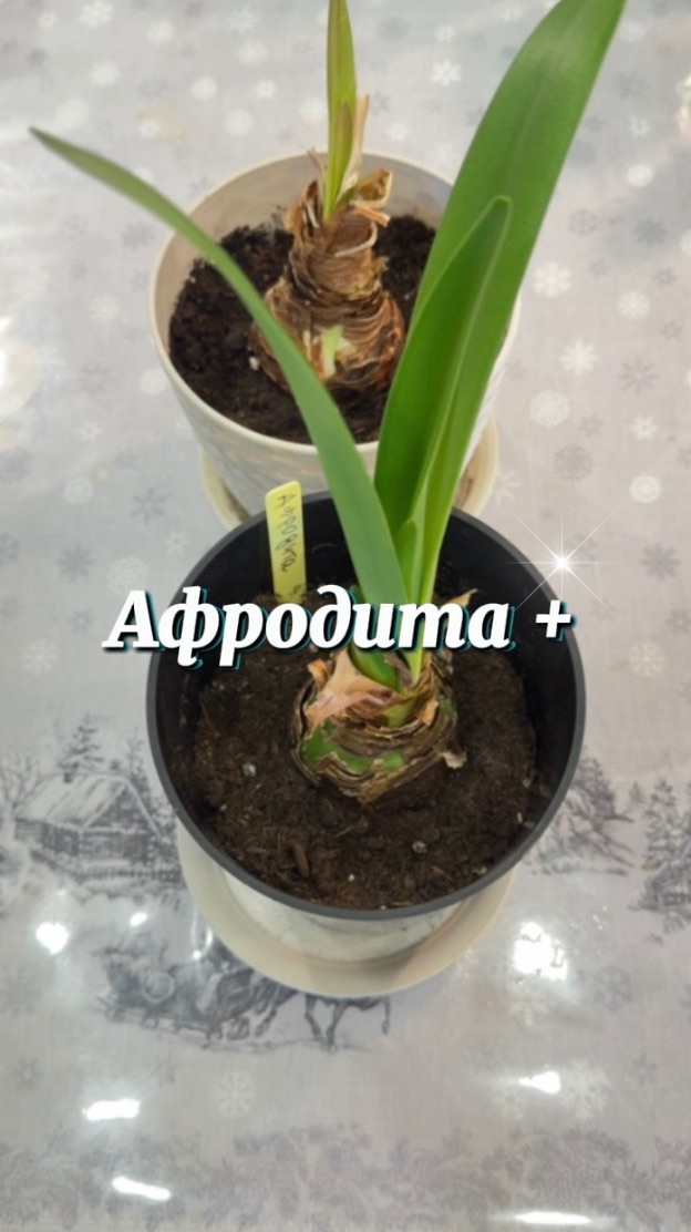 Продолжаем наблюдать за гиппеаструмом Афродита