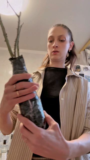 Распаковка роз весна саженцы розы 