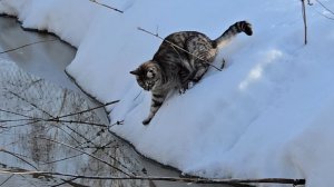 Пробуждение ручья, гряда из дров и серая пролаза