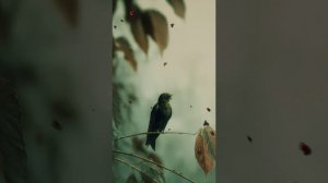 Чёрный стриж