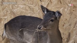 В Ленинградской области поймали обосновавшуюся на стройке лань