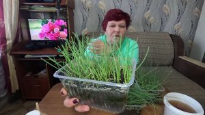 ЛУК ИЗ СЕМЯН - ОЧЕНЬ ПРОСТО!! СЕКРЕТЫ ПОДКОРМКИ И СТРИЖКИ ЛУКА!!