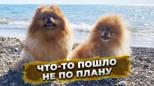 В Джубгу с собаками, несбывшиеся планы