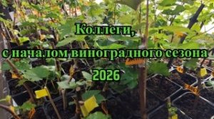 Приветствие коллегам виноградарям с началом нового сезона 2026г.