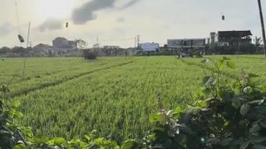 Беженец🇮🇩Бали. НЕ ХОЧУ УЕЗЖАТЬ ИЗ БАЛИ! ЕДЕМ С СИНДИ ЗАБИРАТЬ ПОДГОНЫ ОТ ПОДПИСЧИКА! КОНЕЦ КРЫСЫ!