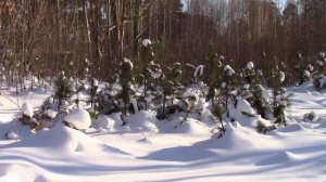 п.г.т.ВАСИЛЬЕВО....ЗИМА В ЛЕСНОМ ПОСАДЕ-2025-2026