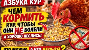90% людей кормят кур неправильно! Азбука кур — А (Аппетит курицы) Здравствуйте, друзья! На ка