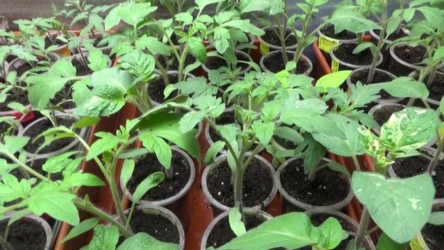 ПОСЕВЫ 2026-77. Чтобы рассада томатов не болела, стараюсь не создавать ЗАГУЩЕННОСТЬ!