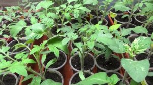 ПОСЕВЫ 2026-77. Чтобы рассада томатов не болела, стараюсь не создавать ЗАГУЩЕННОСТЬ!