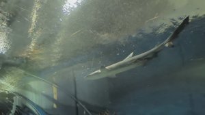 Санкт-Петербург. Океанариум. Туннель с акулами