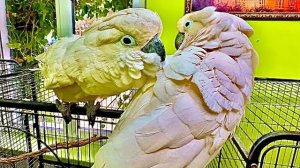 Я НЕ ПОВЕРИЛА своим глазам, Жорик стал таким ласковым к Кеше, ТАКОГО вы точно не видели)))