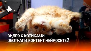 Видео с котами обогнали созданный ИИ контент и стали главным трендом соцсетей