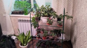 продала все цветы и счастлива