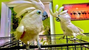 ИНТРИГАН!!! Так вот из-за чего Жора ластился к Кеше, КОВАРНЫЙ ПОПУГАЙ взял верх над конкурентом!