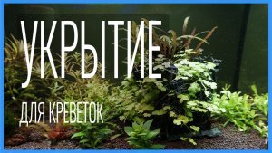 Креветки и рыбы в одном аквариуме? 🦐🐟 Спасает только ЛАБИРИНТ МИНОТАВРА! Укрытие