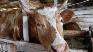 Накрыло ледяным штормом после оттепели/Следим за ситуацией в Сибири