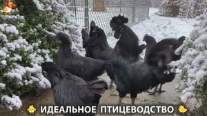 Идеальное птицеводство достойно восхищения 🐓🦆🦢🦚🦃🐔 эпизод (466)